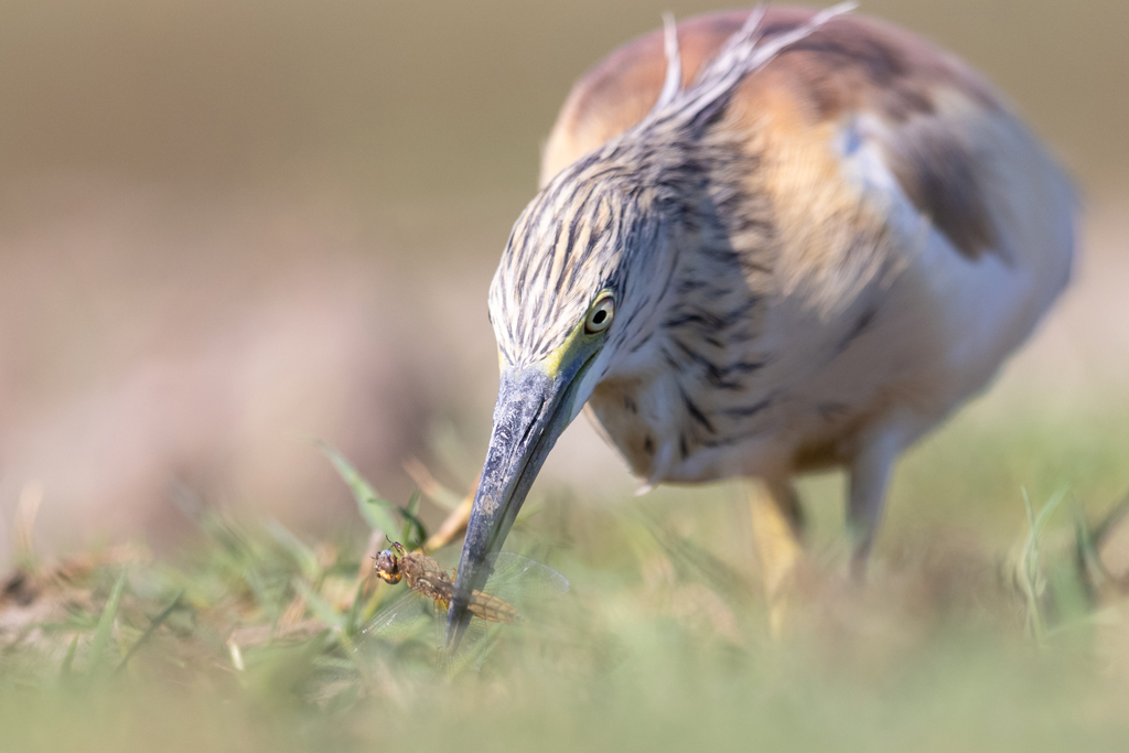 Squacco Heron