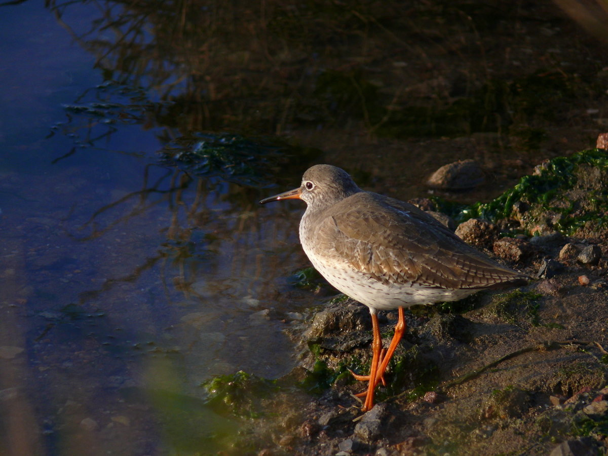 Common Redshank