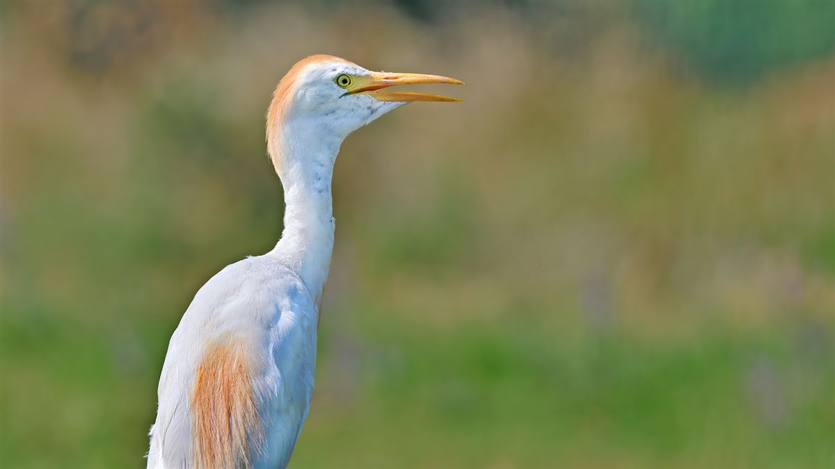 Western Cattle Egret