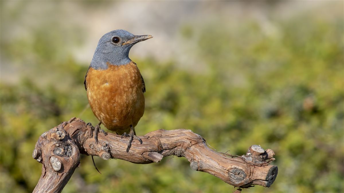 Common Rock Thrush