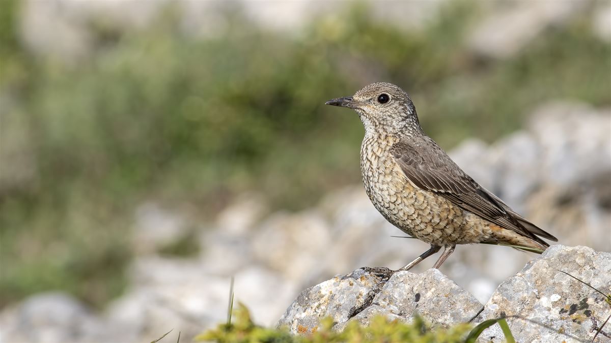 Common Rock Thrush