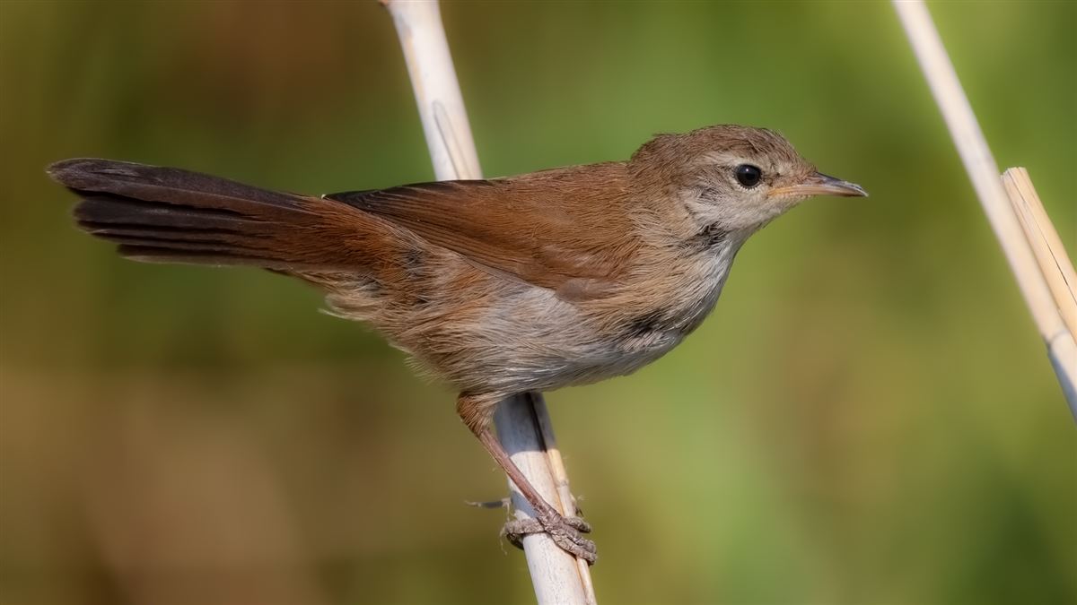 Cetti`s Warbler