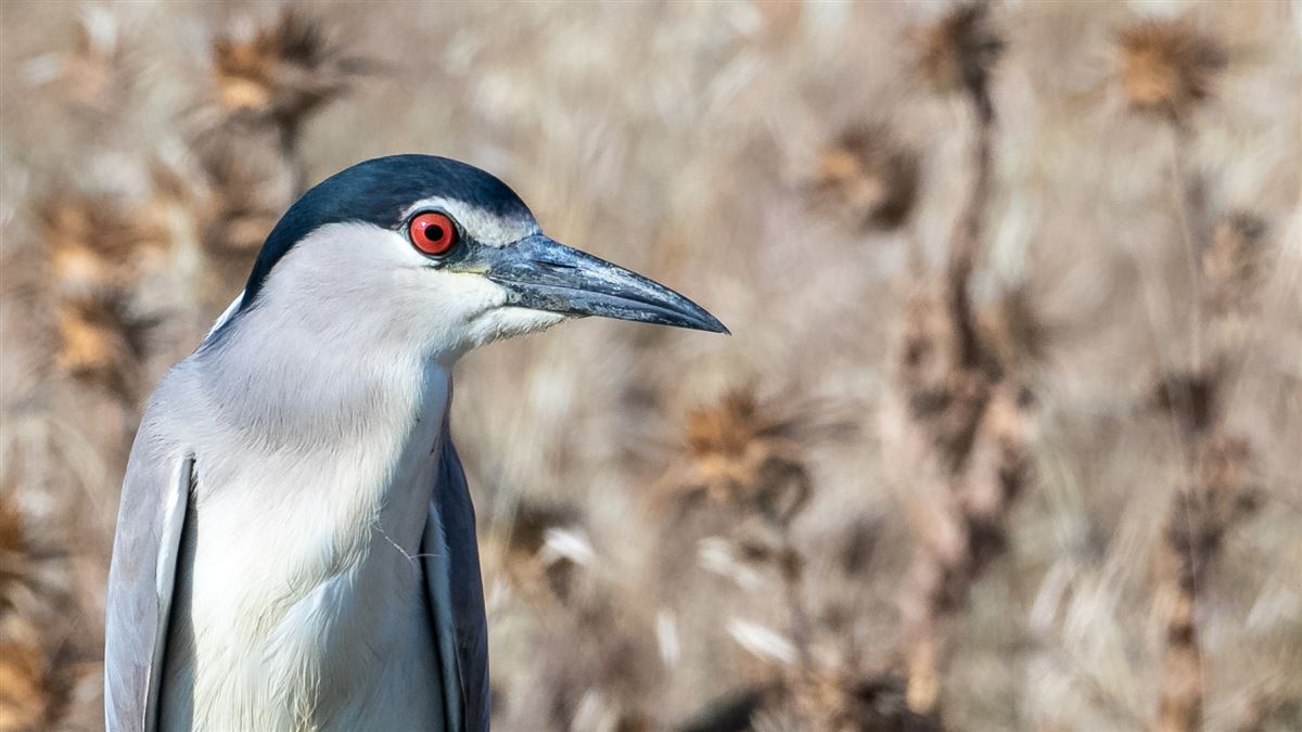 Black-crowned Night Heron