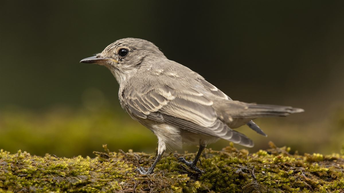 Spotted Flycatcher