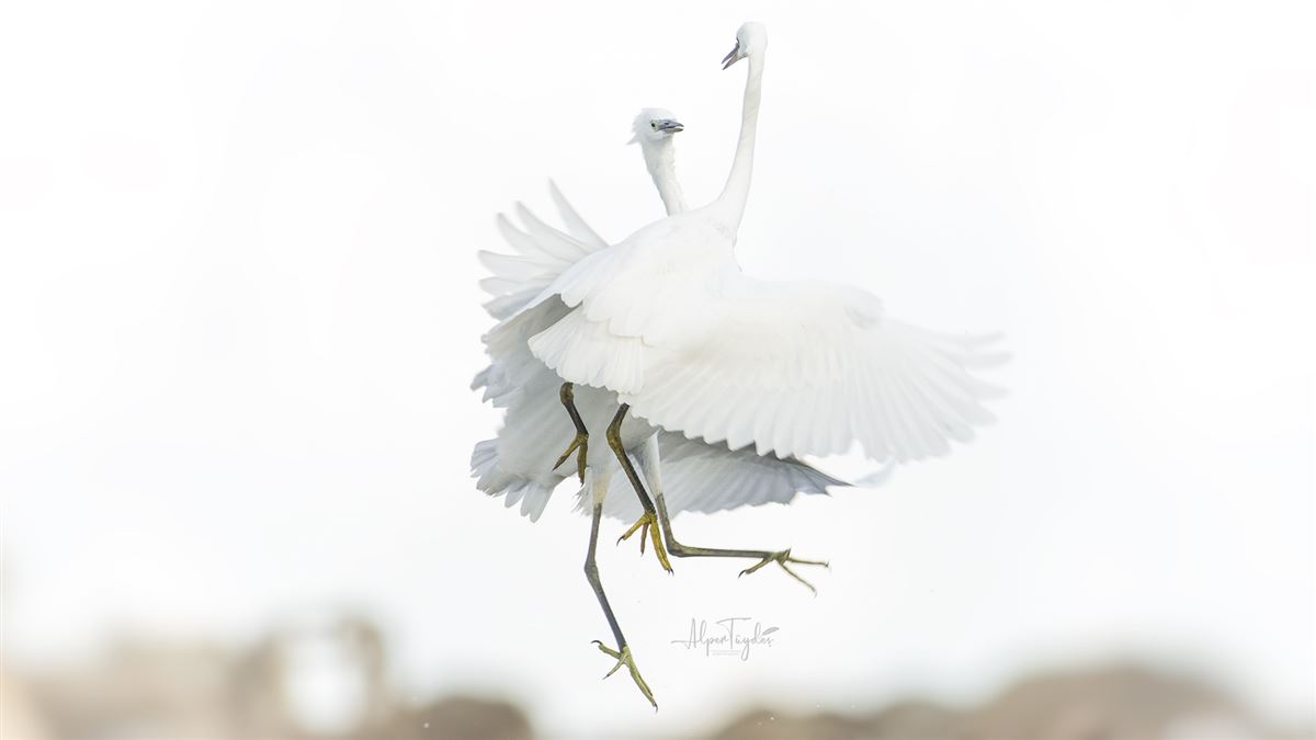 Little Egret