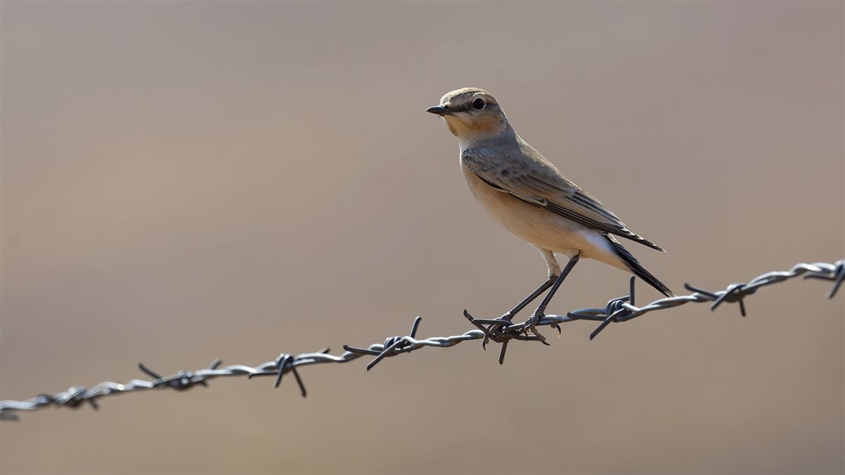 Isabelline Wheatear
