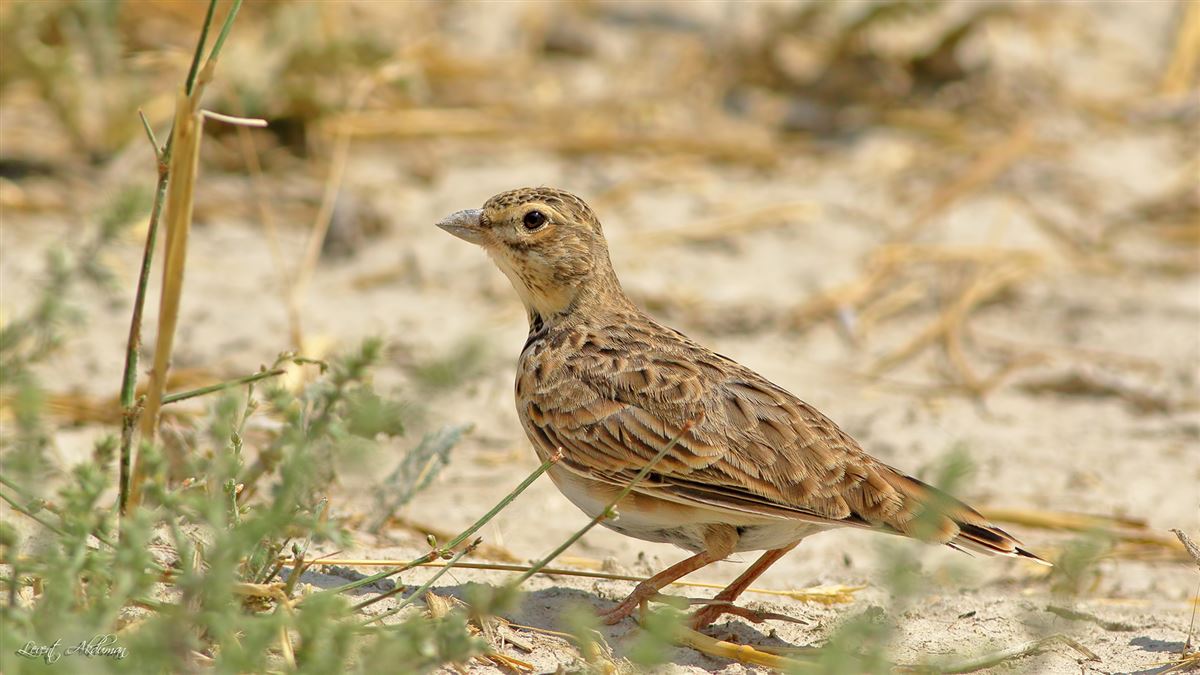 Calandra Lark