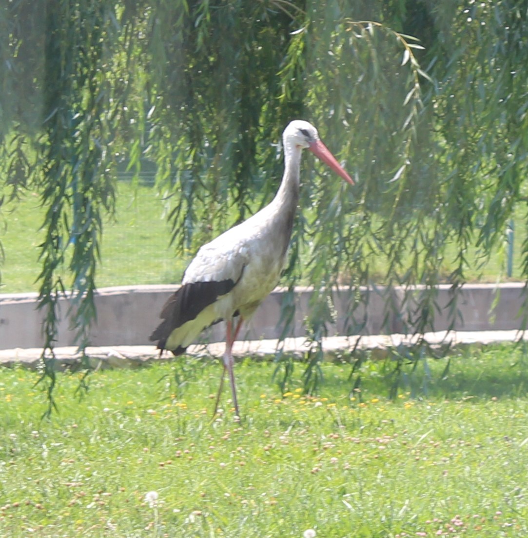 White Stork