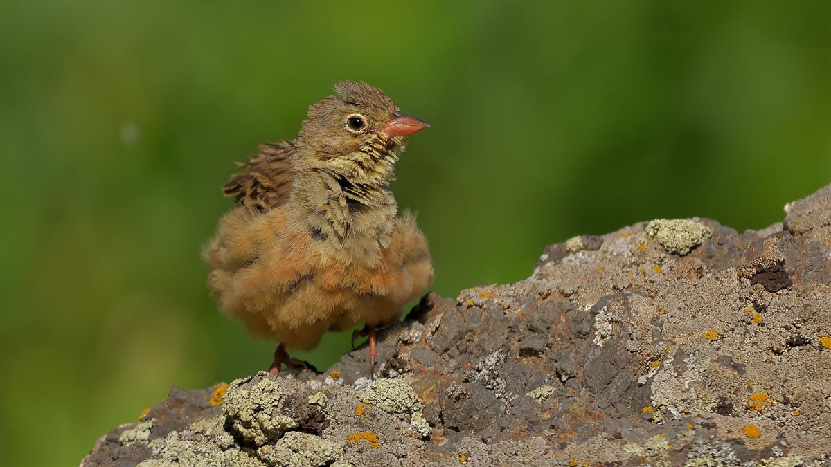 Ortolan Bunting