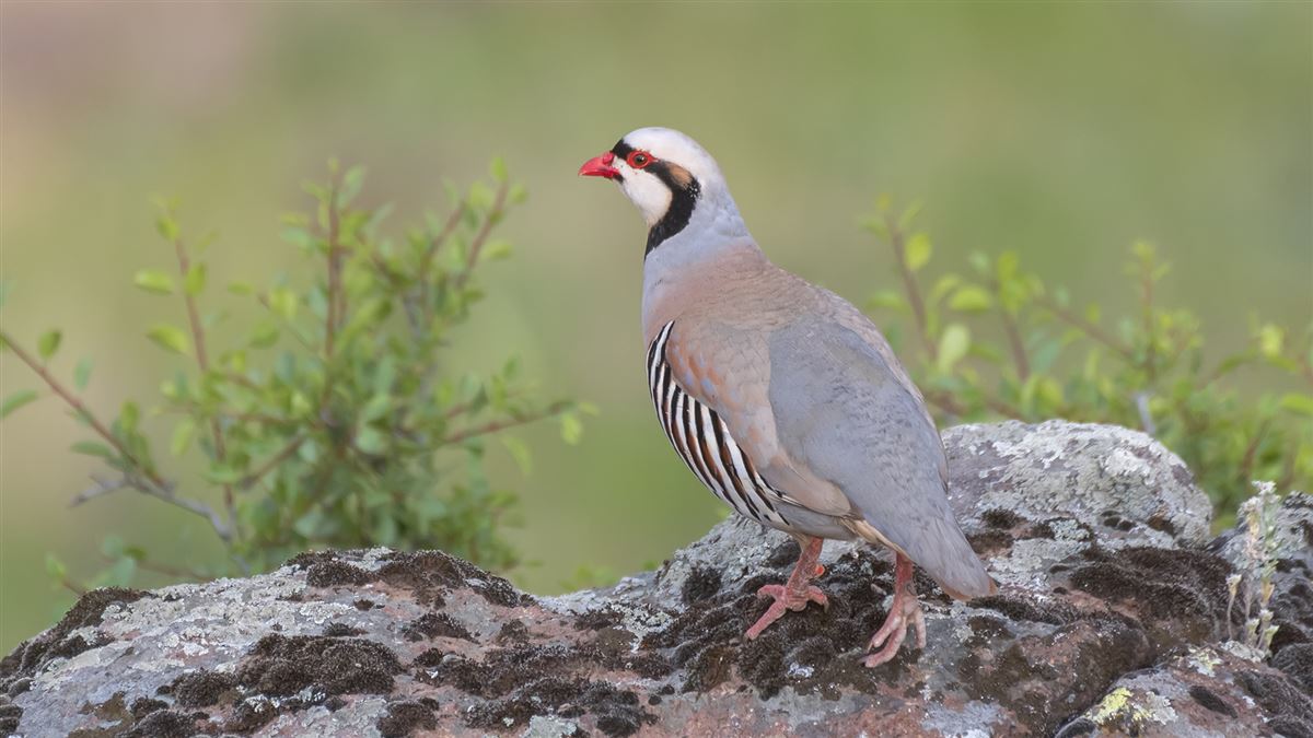Chukar Partridge