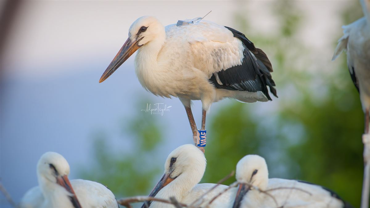 White Stork