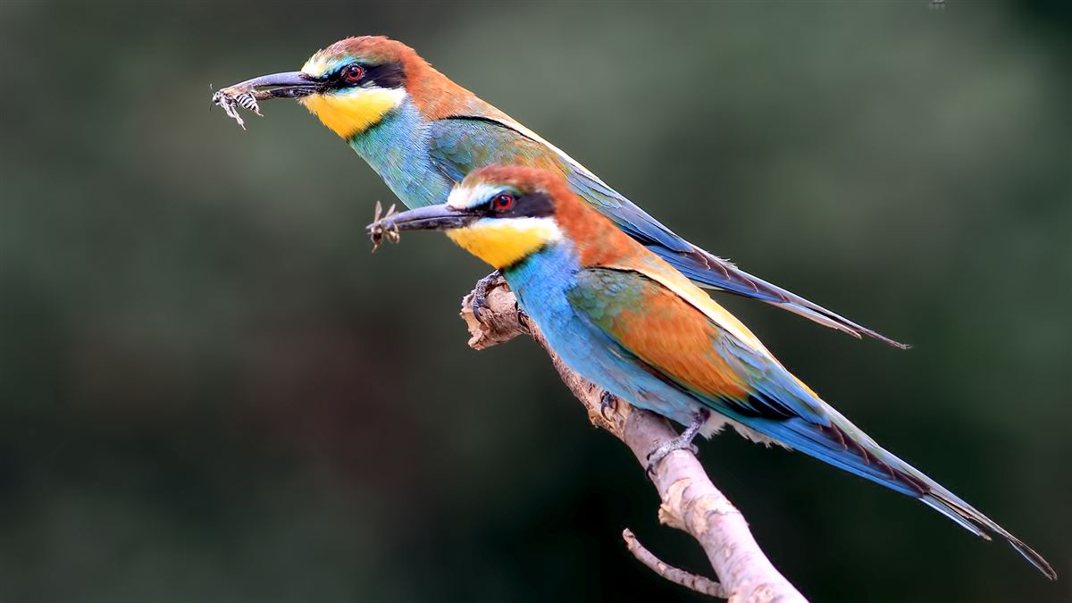 European Bee-eater