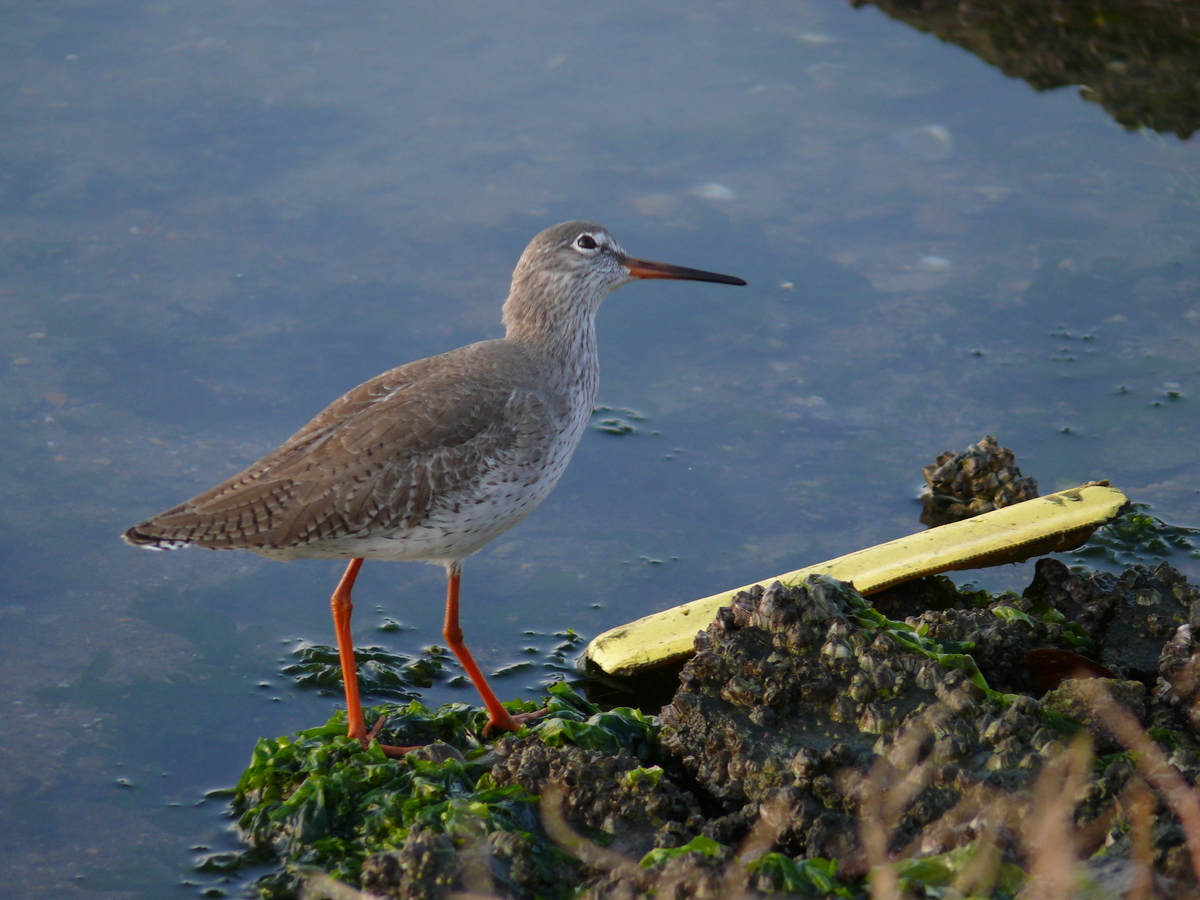 Common Redshank