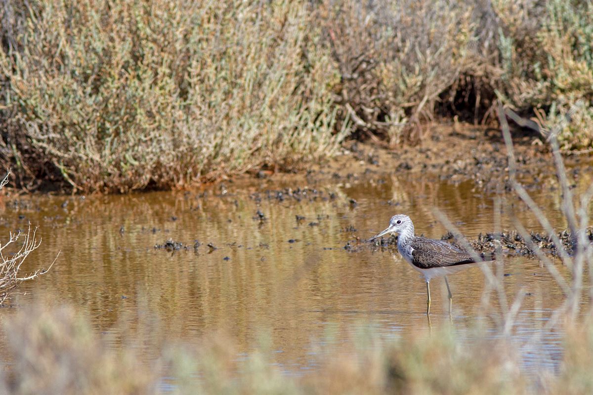 Common Greenshank
