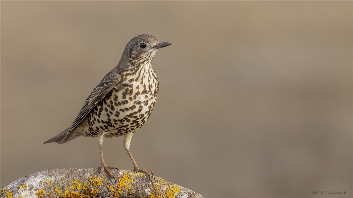 Mistle Thrush