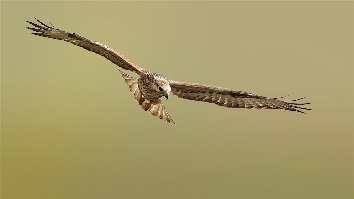 Long-legged Buzzard