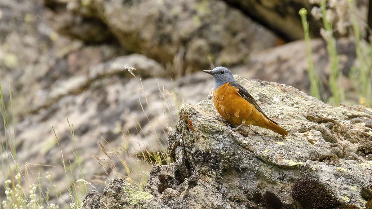 Common Rock Thrush