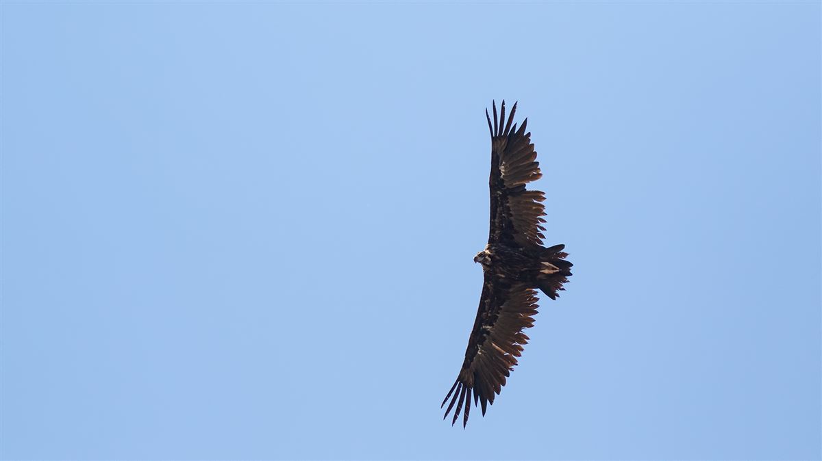 Cinereous Vulture