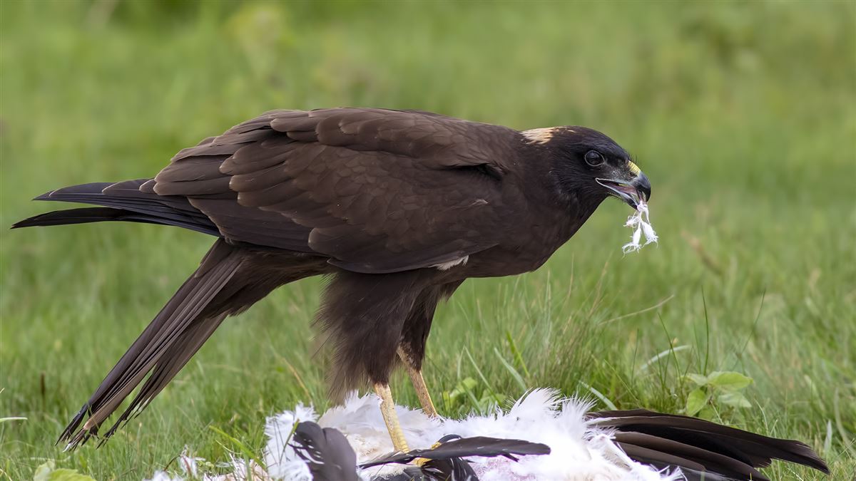 Western Marsh Harrier