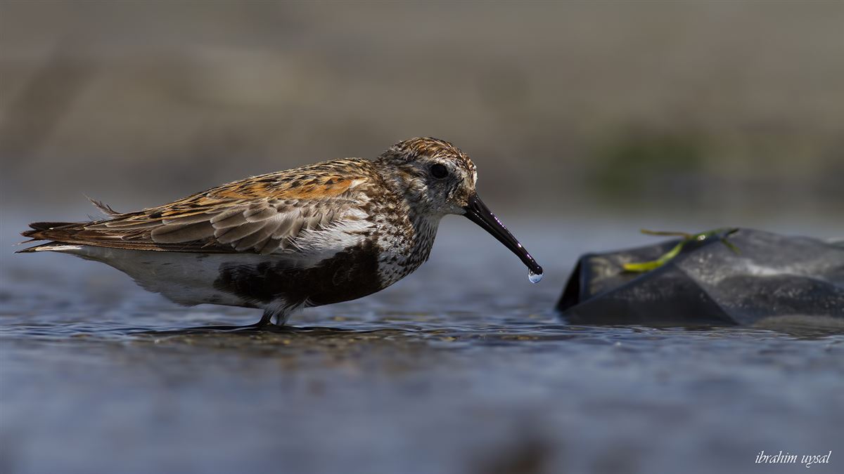 Dunlin