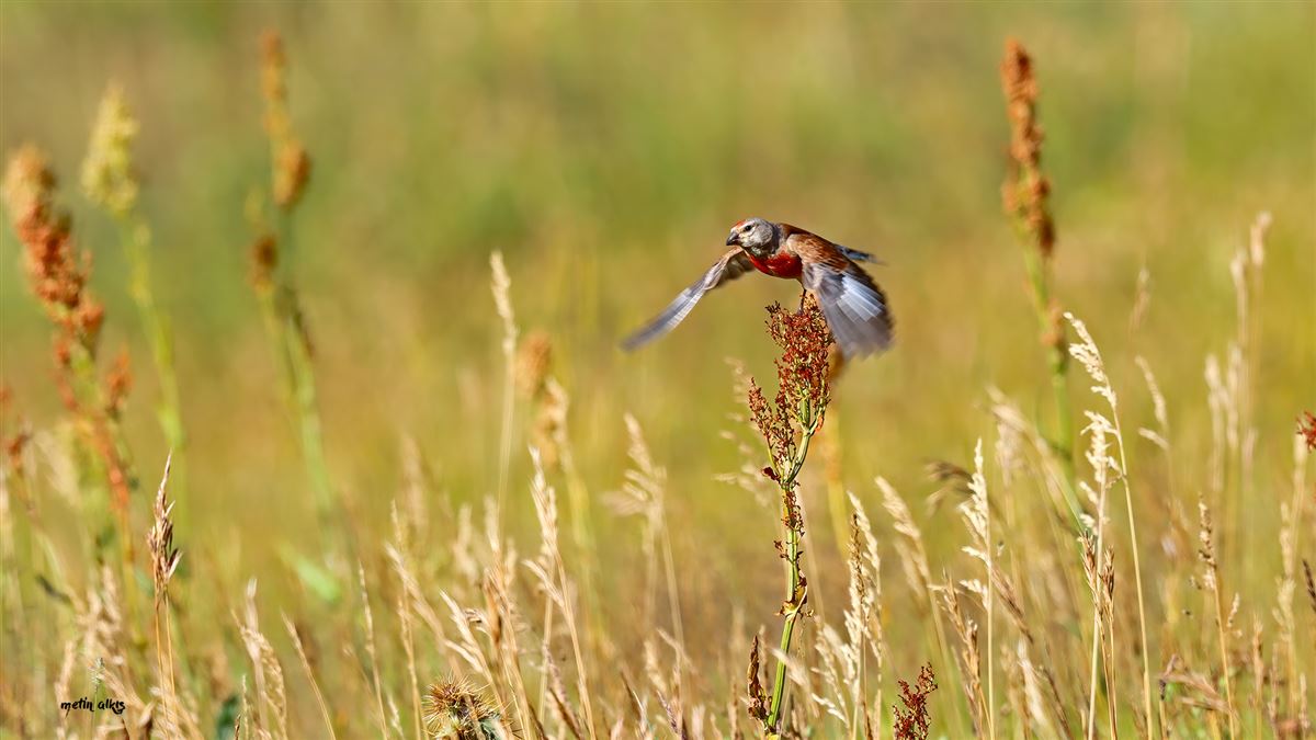 Common Linnet