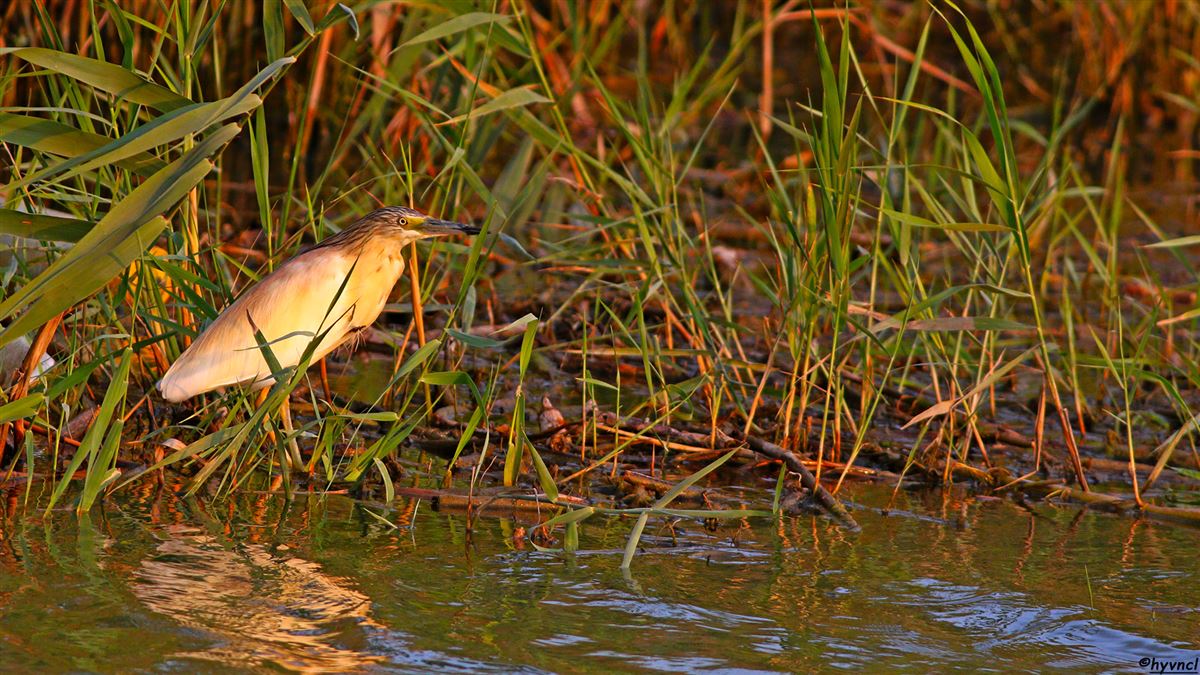Squacco Heron