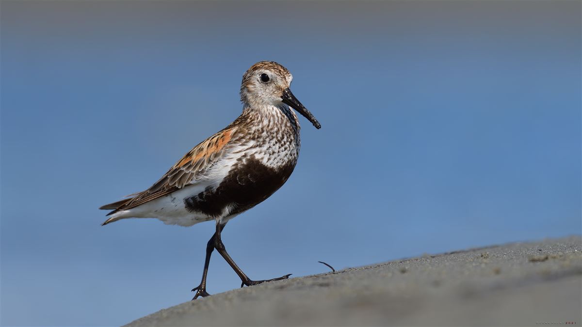 Dunlin