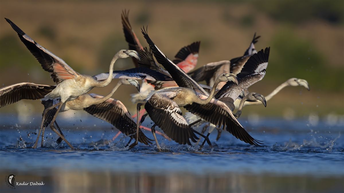 Greater Flamingo