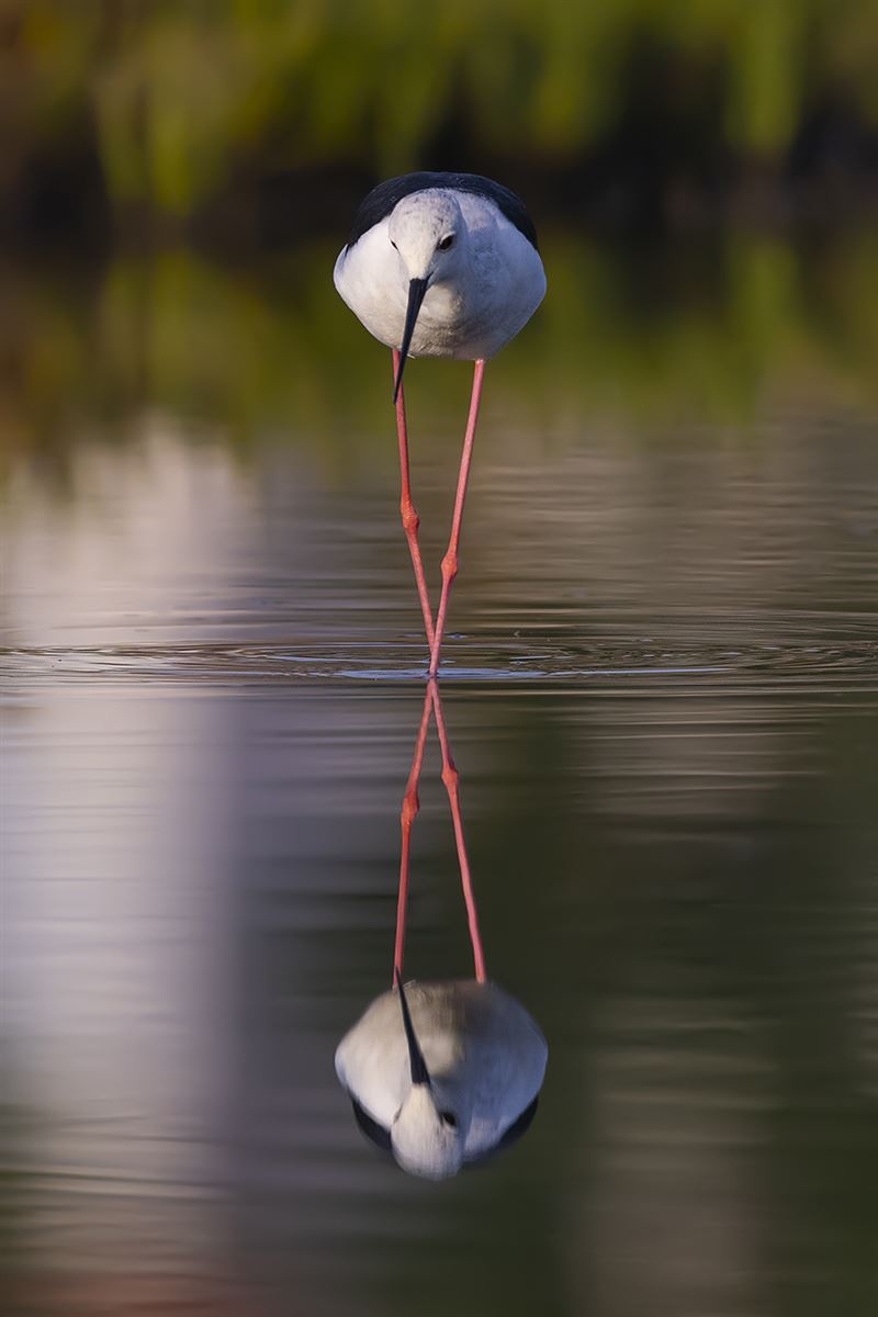 Black-winged Stilt