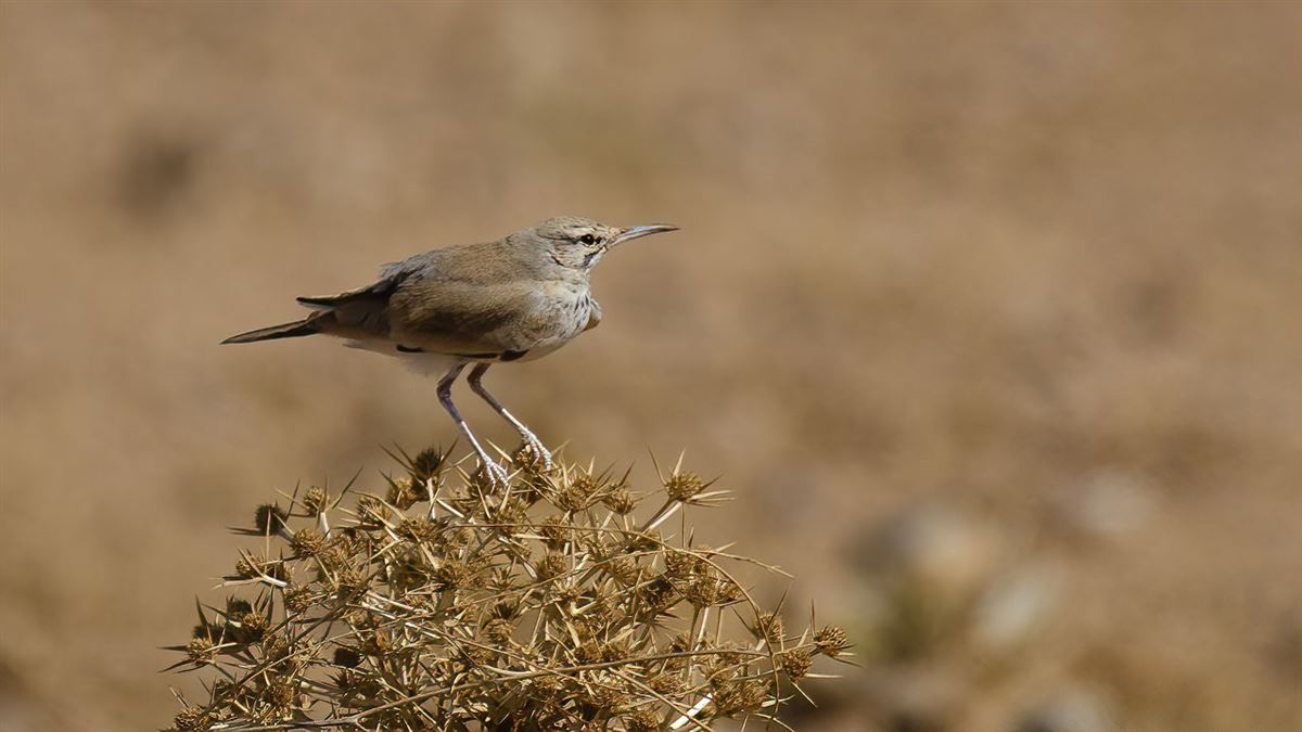 Greater Hoopoe-Lark