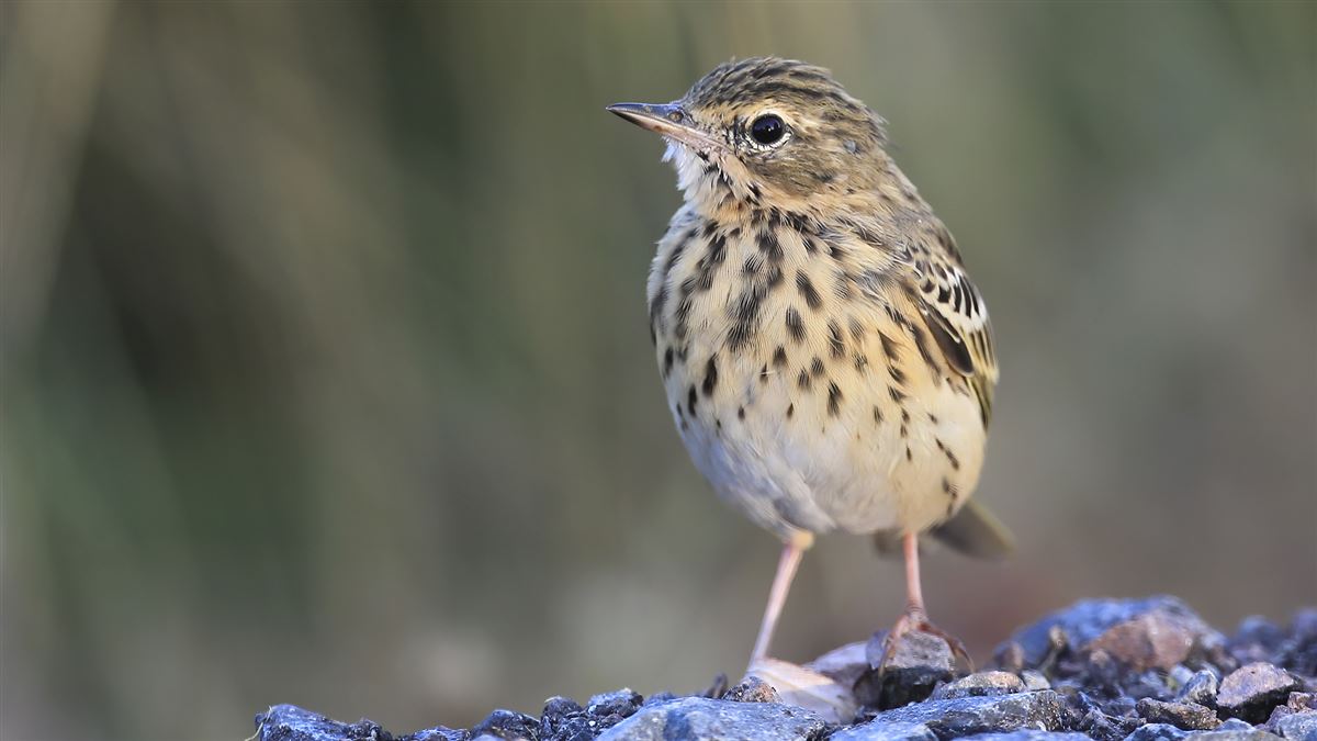 Tree Pipit