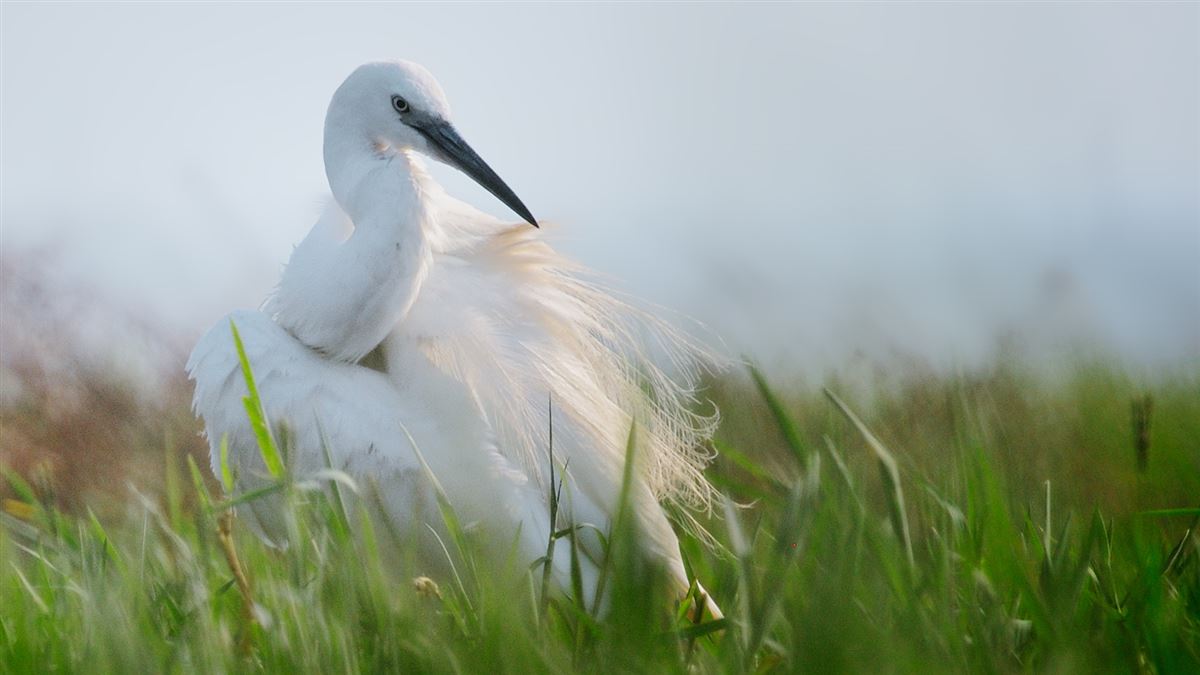 Little Egret