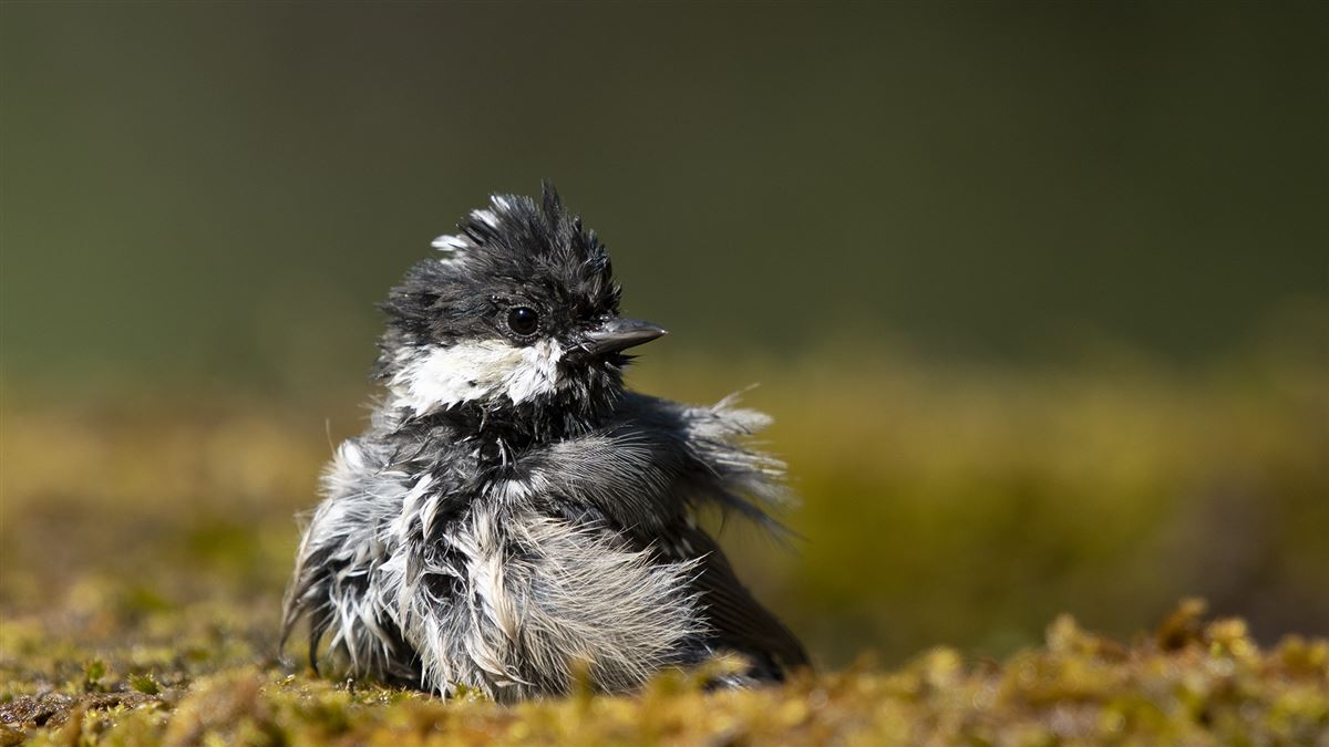 Coal Tit