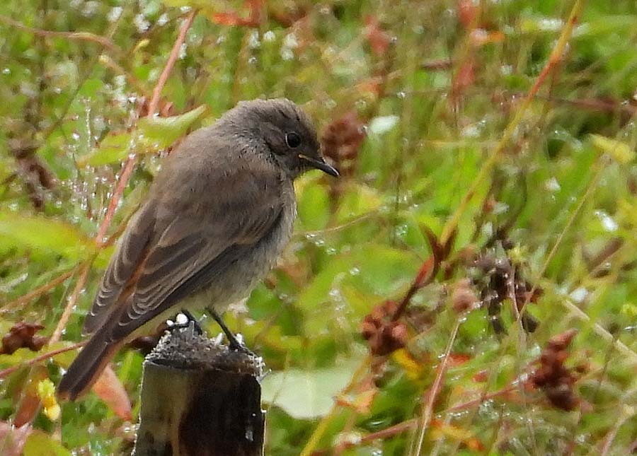 Black Redstart
