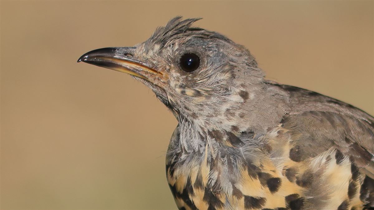 Mistle Thrush