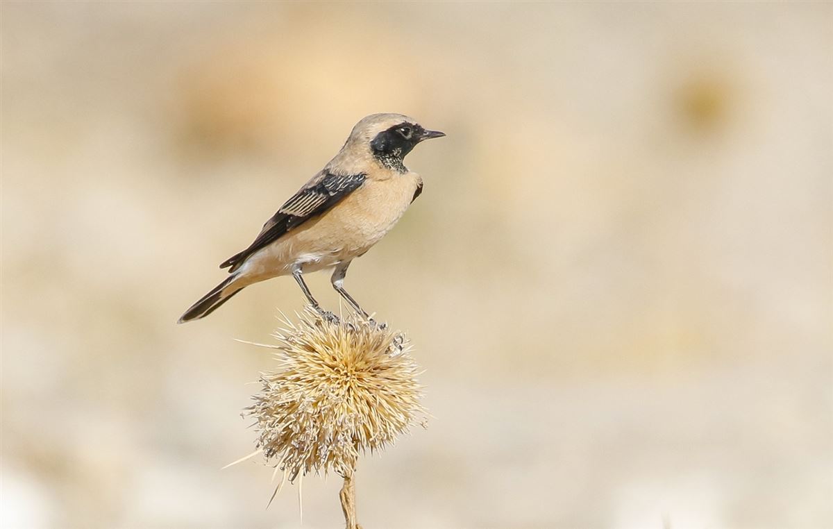 Black-eared Wheatear