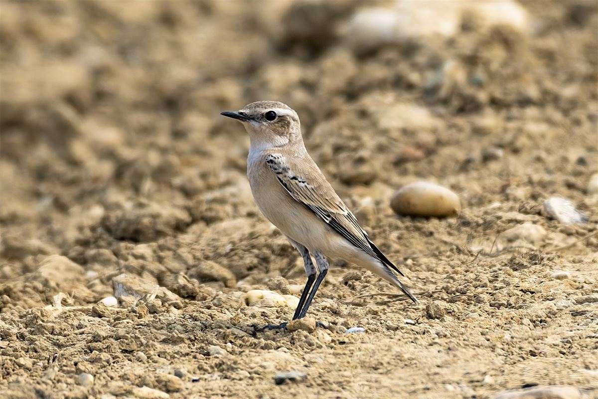 Northern Wheatear