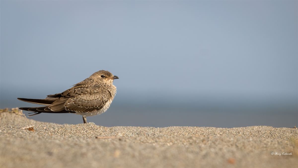 Collared Pratincole