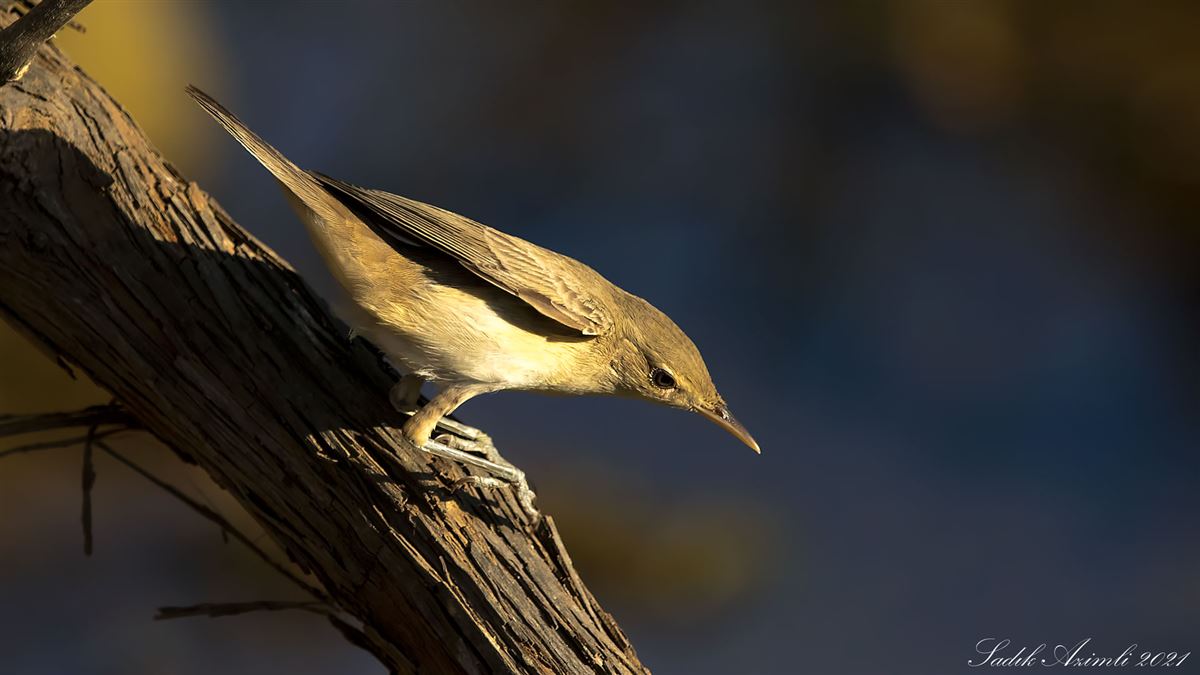 Eastern Olivaceous Warbler
