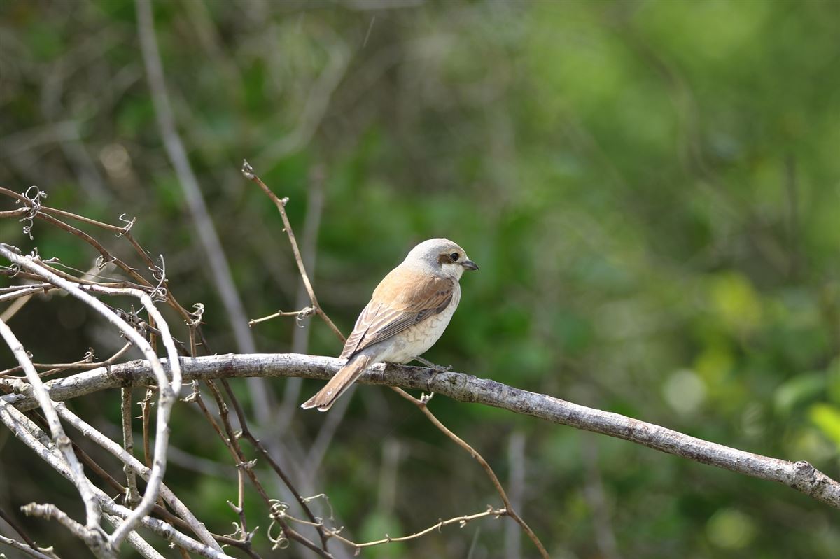 Red-backed Shrike