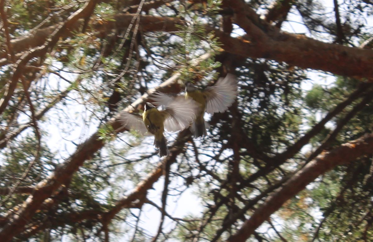 Eurasian Blue Tit