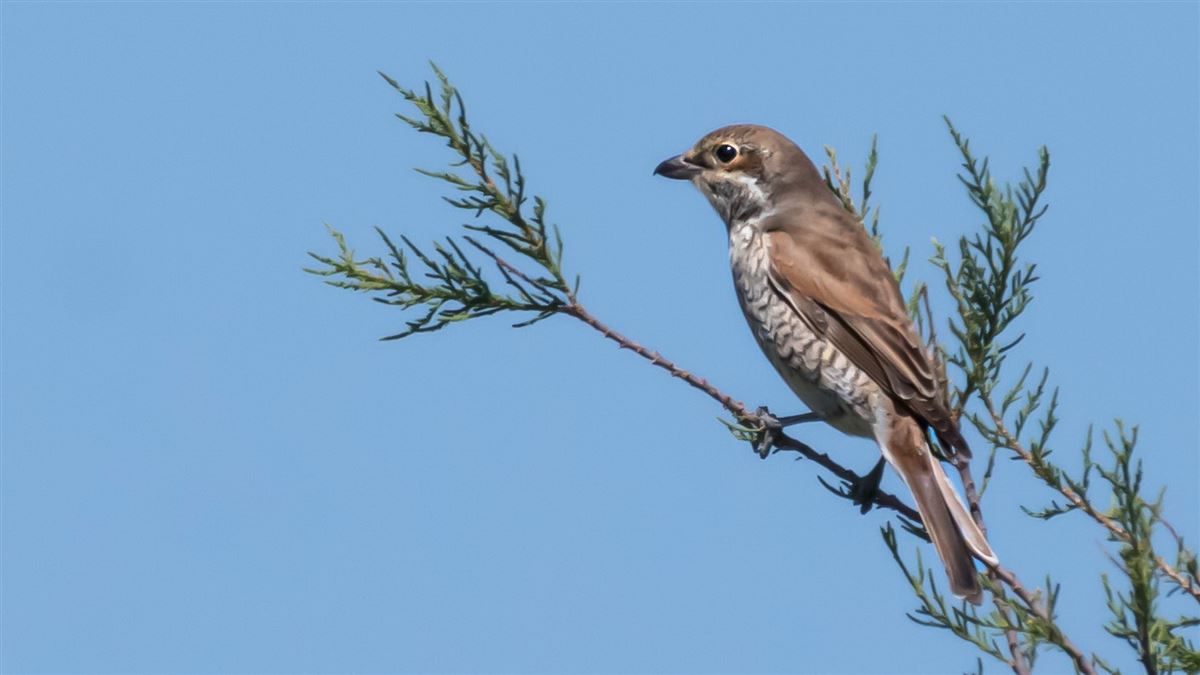 Red-backed Shrike