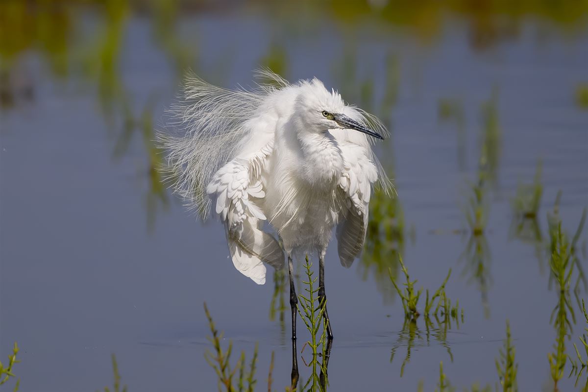 Little Egret