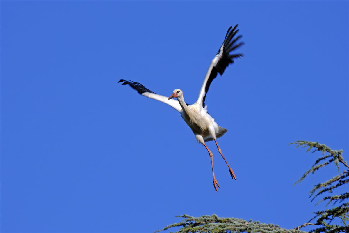 White Stork