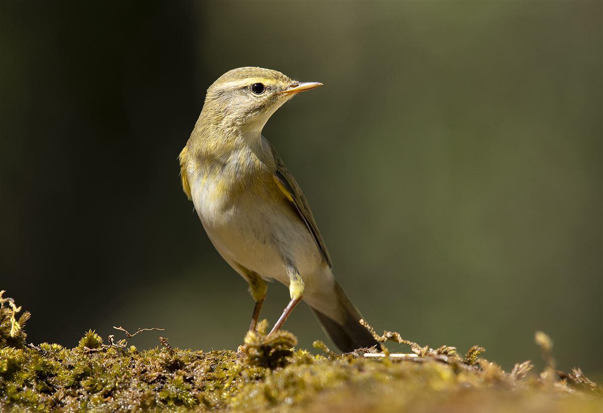 Willow Warbler