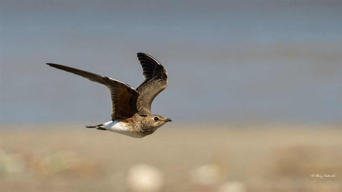 Collared Pratincole