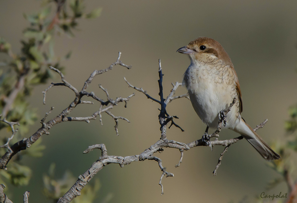 Red-backed Shrike