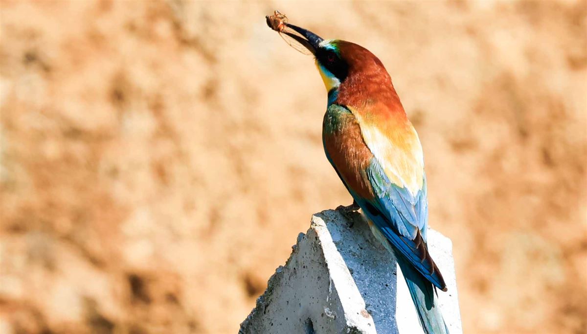 European Bee-eater