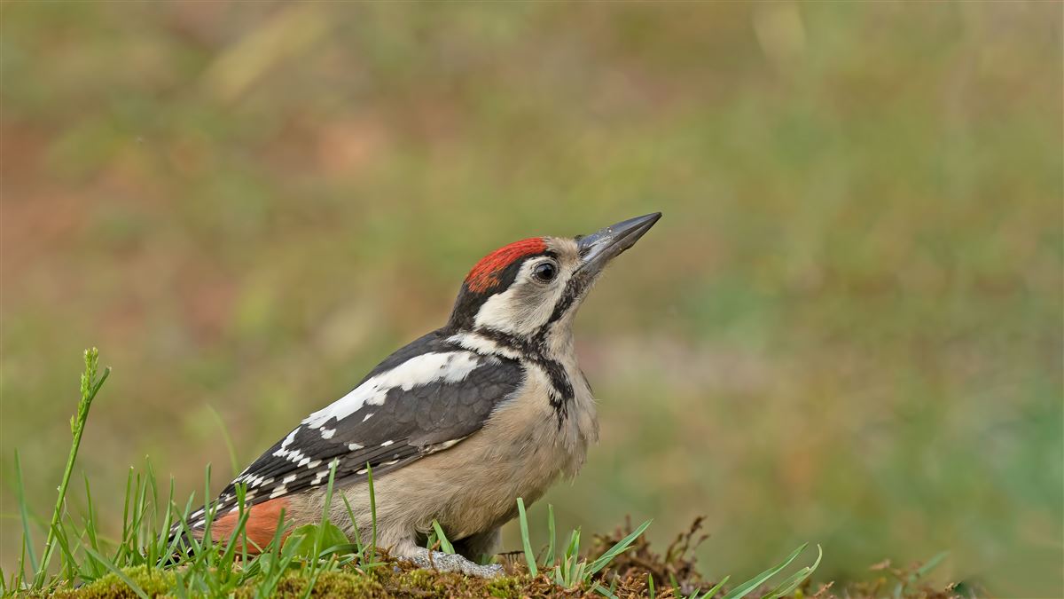 Great Spotted Woodpecker