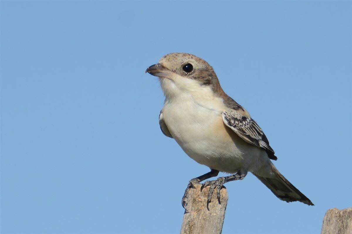 Woodchat Shrike